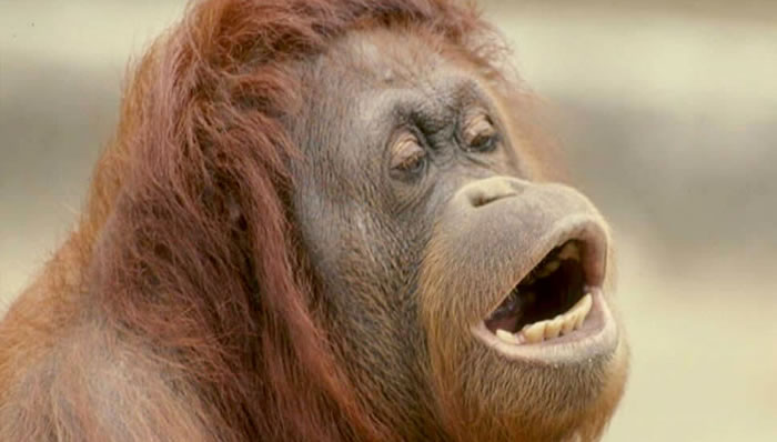 ӡڰɲ˹԰ëĹͨлģ500Ӣĸ