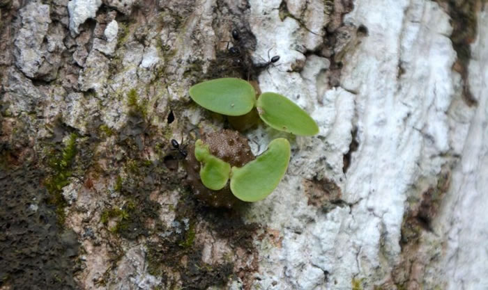 地球上最早的“农夫”:斐济一种蚂蚁(凹头臭蚁)三百万年前就懂得农业种植