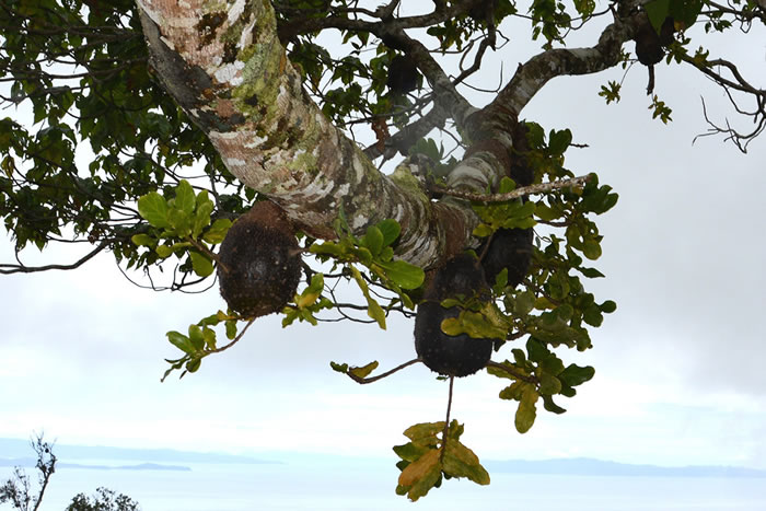斐济一种蚂蚁会传播附生植物种子,然后施肥直至长出美味的果实,最终成为它们的食物来源