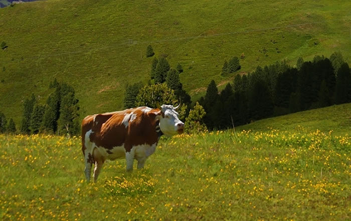 人类饲养动物以获得乳制品的历史至少可以追溯到9000年前