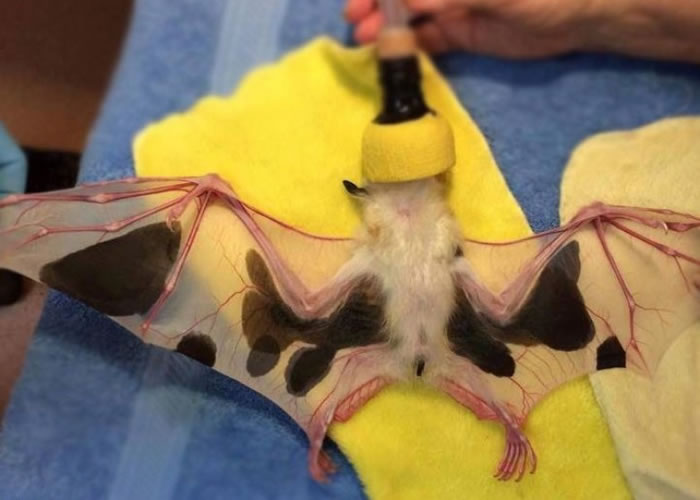 ����ţ���������к�ɫ�ߵ㡣