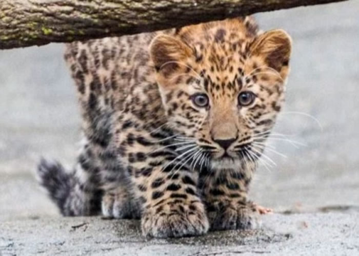 泰穆尔的样子可爱。