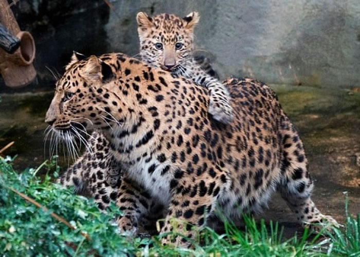 泰穆尔(上)依偎在母亲身旁。