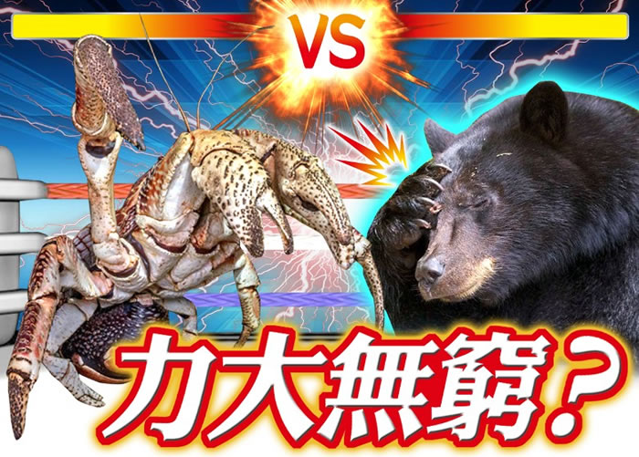 椰子蟹(左)的夹力比黑熊(右)的咬力还要大。