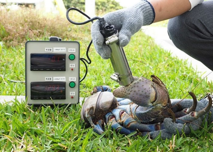 冈慎一郎以野生的椰子蟹作实验。