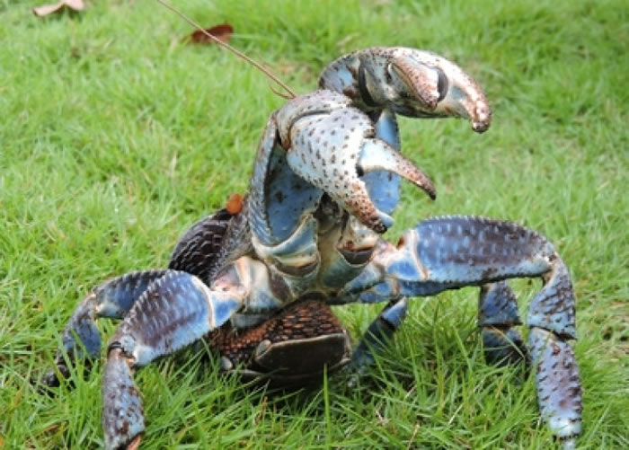 椰子蟹的巨钳力大无穷。