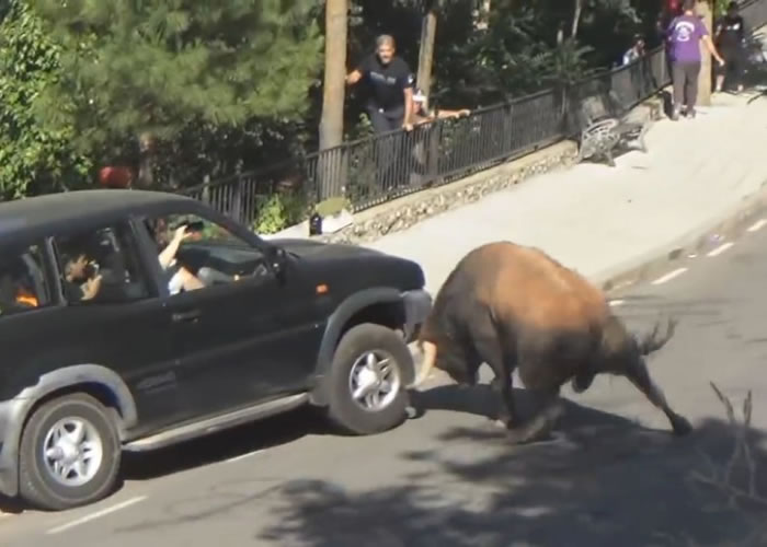 ��ţ�ý��Ͷ������˵���������