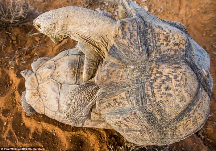 英国生态摄影师在南非拍摄到一对豹纹陆龟交配的珍贵画面