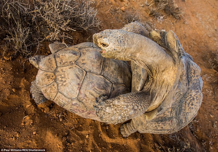 英国生态摄影师在南非拍摄到一对豹纹陆龟交配的珍贵画面