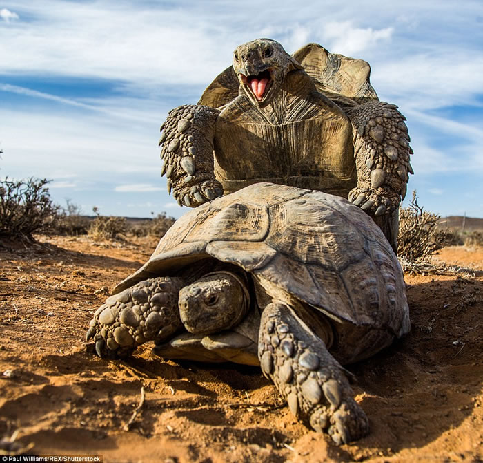 英国生态摄影师在南非拍摄到一对豹纹陆龟交配的珍贵画面