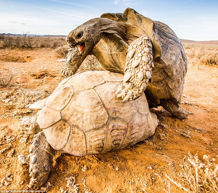 英国生态摄影师在南非拍摄到一对豹纹陆龟交配的珍贵画面