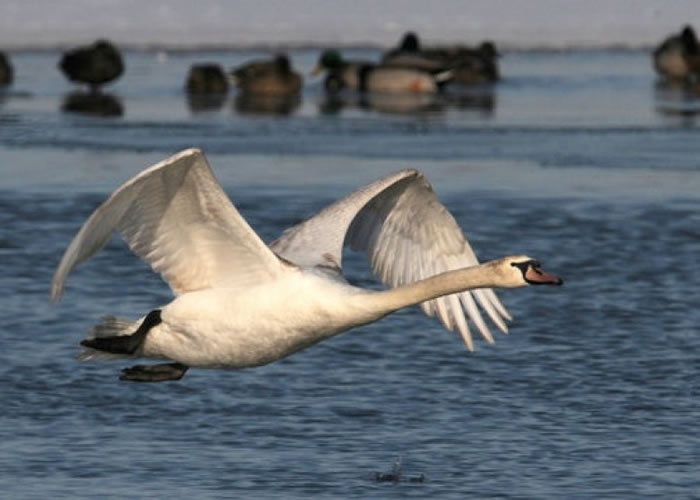 ŦԼ�ݴ������������졣