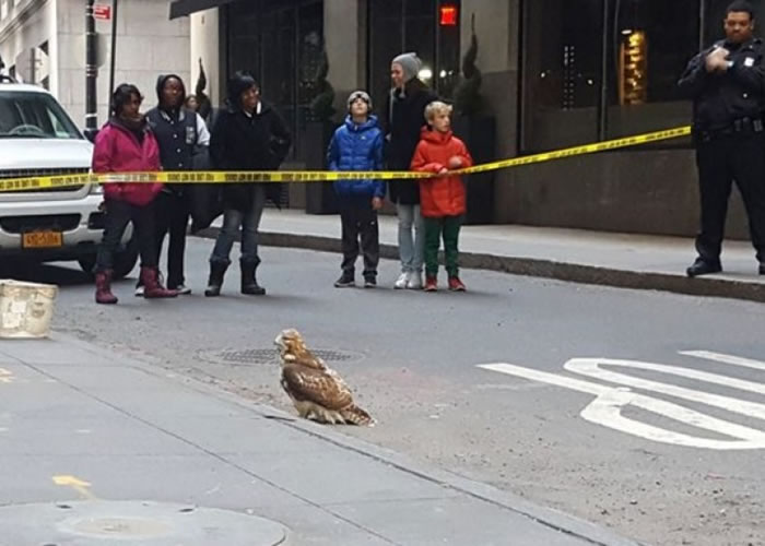 ���˵ĺ�βӥ��·�ϵȴ���Ԯ��