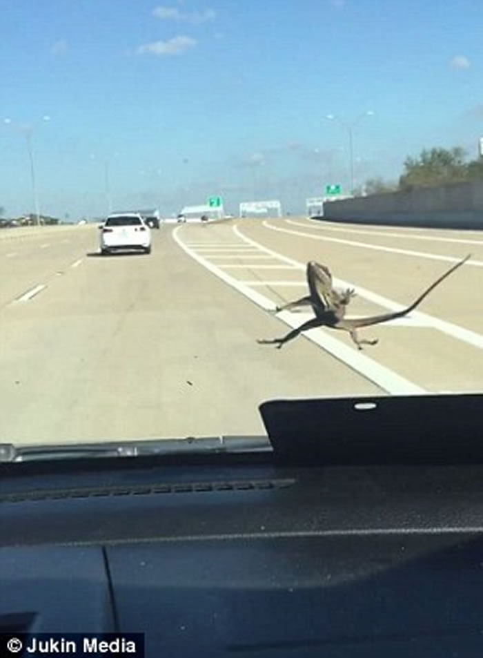 地表最强蜥蜴!车速飙到130公里仍紧贴挡风玻璃不放