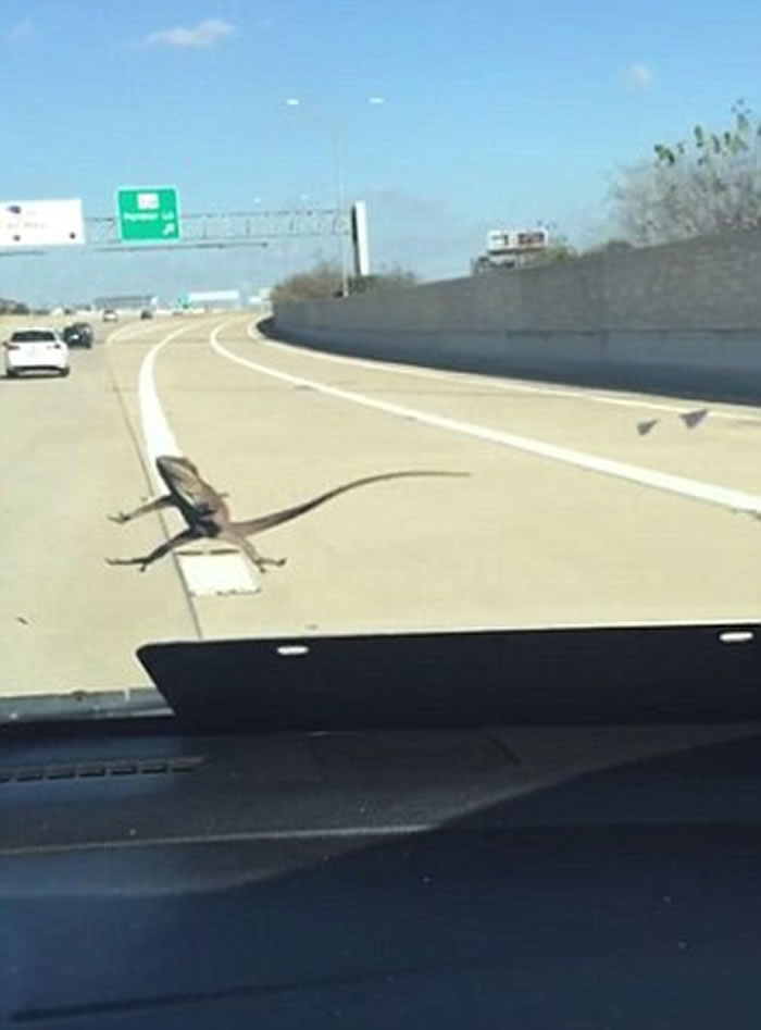 地表最强蜥蜴!车速飙到130公里仍紧贴挡风玻璃不放