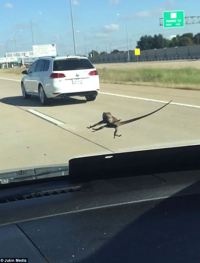 地表最强蜥蜴!车速飙到130公里仍紧贴挡风玻璃不放