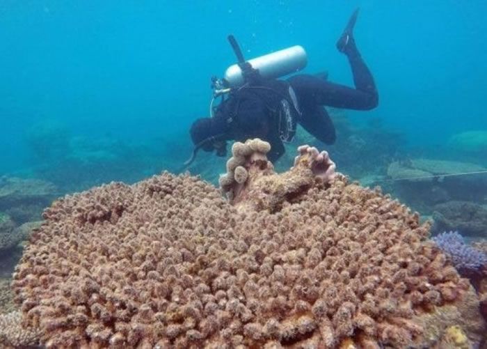 报告指由于气候转变令水温上升,大堡礁的珊瑚今年经历历来最严重的破坏。