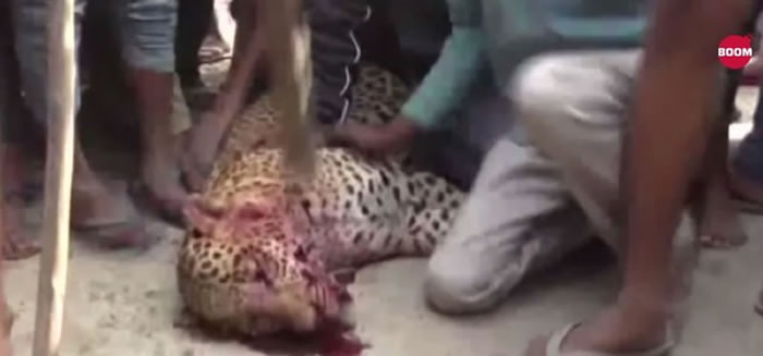 猎豹因为频频闯入印度古尔冈村庄觅食 意外咬伤动物和村民引发众怒被活活打死