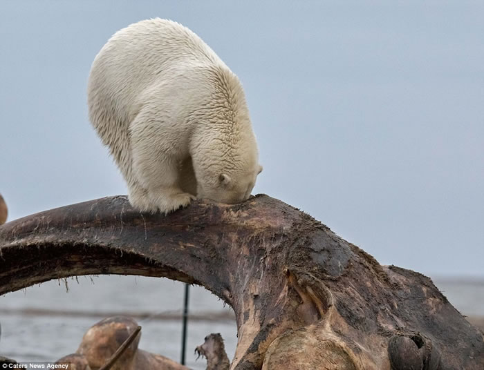 ��������˹�ӱ�������ʳͷ��������� С�ܺ���ս�