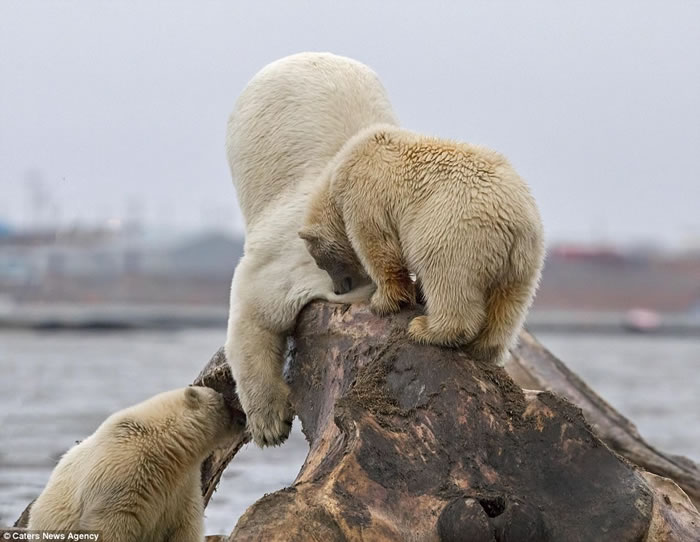 ��������˹�ӱ�������ʳͷ��������� С�ܺ���ս�