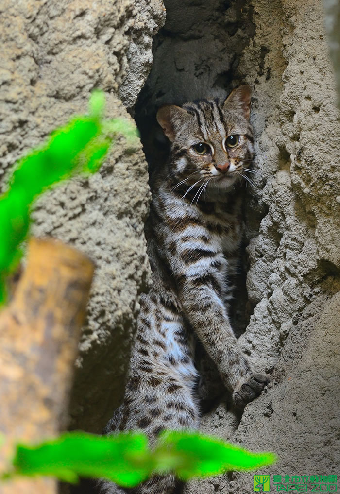 《馴龍下足3》最新中文預報 無牙仔攜女友秀恩愛