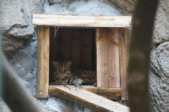 《DOTA2》更新懷念YammerS 支錄典范語音至鉑金公會嘉獎