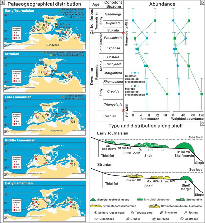 ͷ-ʯ̿ͶڹǼΪ΢Ϊｨͣaȣb͹ŵֲa, cͼ
