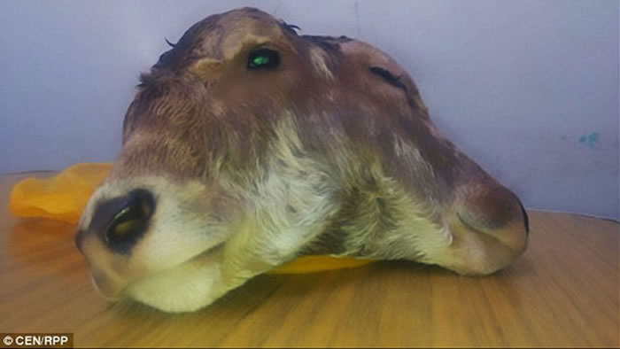 秘鲁村庄出现稀有的“双头牛”