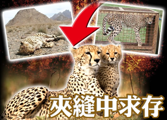 猎豹面临绝种的危机。