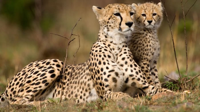 猎豹生存空间日渐消失。