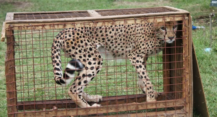 人类非法狩猎野生动物,令猎豹难以猎食求生。