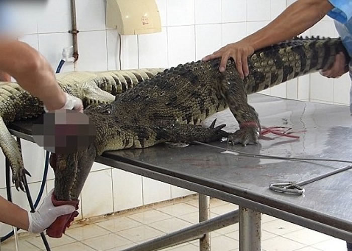 工人用长铁枝由颈捅入鳄鱼的脊柱。