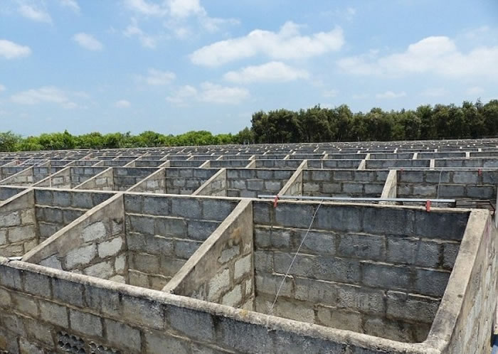 鳄鱼在狭窄的混凝土坑生存。