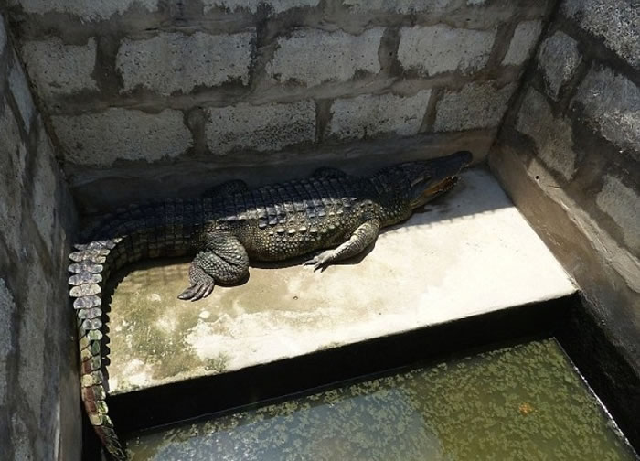 PETA借影片呼吁大众不要购买鳄鱼皮。