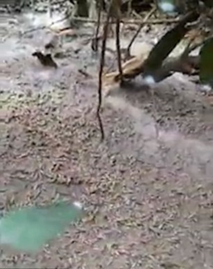 地上满布毛虫。