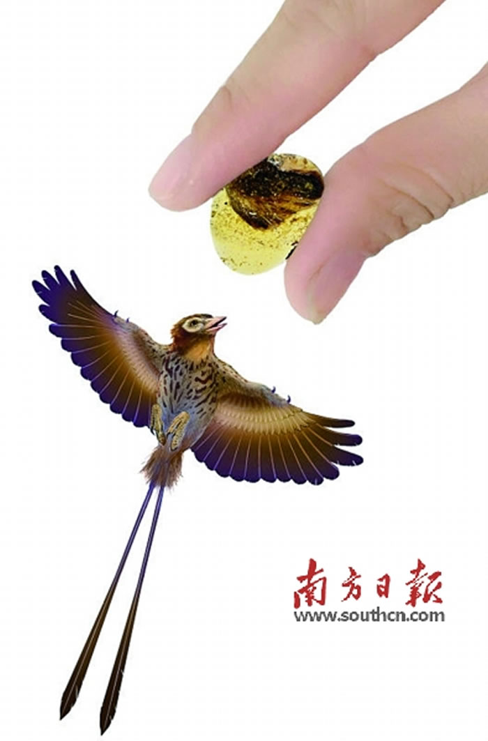 “天使之翼”标本和反鸟类的同比例重建图。