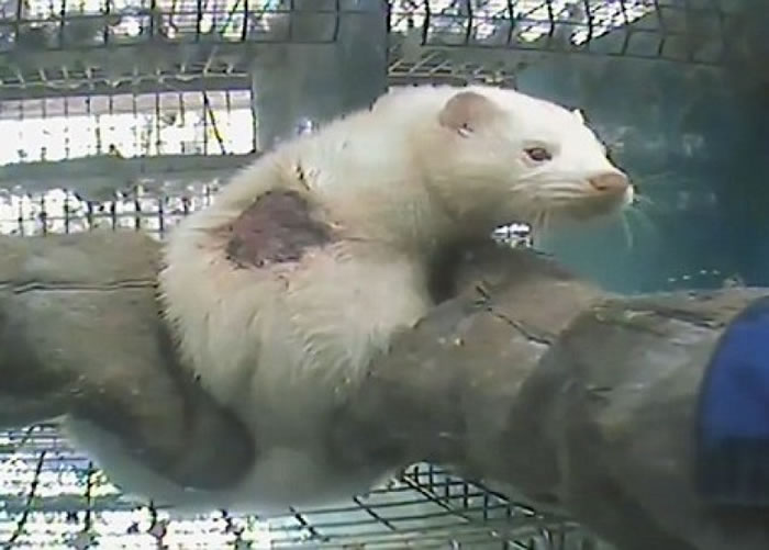 貂鼠伤痕累累。