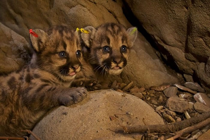 P-392ͼSanta Monica Mountains National Recreation Area飬ͬ