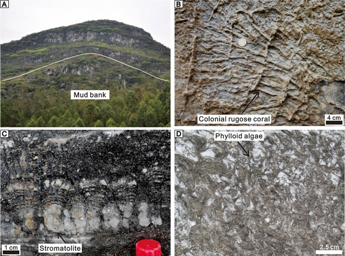 华南石炭纪生物礁主要类型(A)碳酸盐岩泥丘;(B)珊瑚礁;(C)微生物礁(叠层石礁丘);(D)藻礁(叶状藻礁)