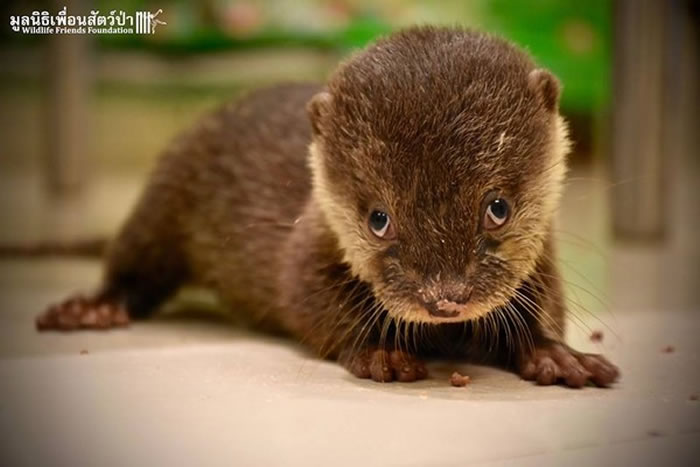 濒临绝种的亚洲小爪水獭,被猎人从妈妈身边偷走,幸运获救。