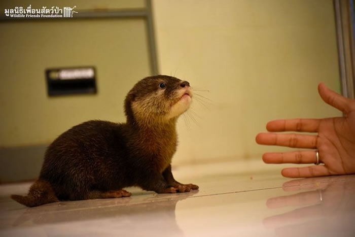 这种体型最小的亚洲小爪水獭,因栖地盗猎问题严重,正濒临绝种困境。