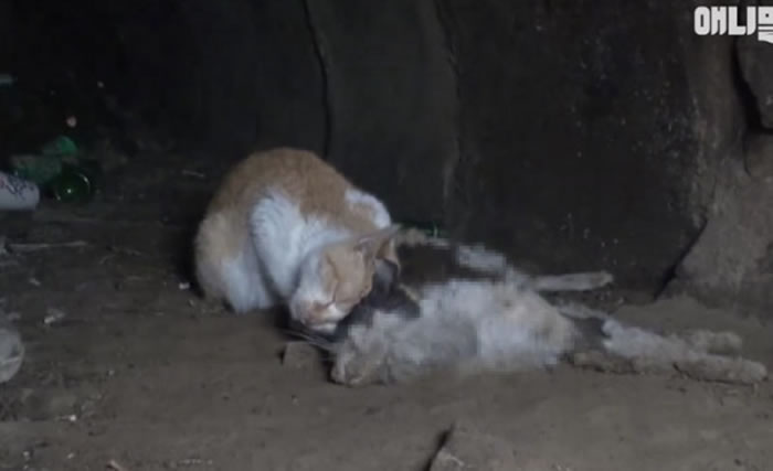 ����������è����������ʱ��ͬ��ʬ�岻Ը��ȥ