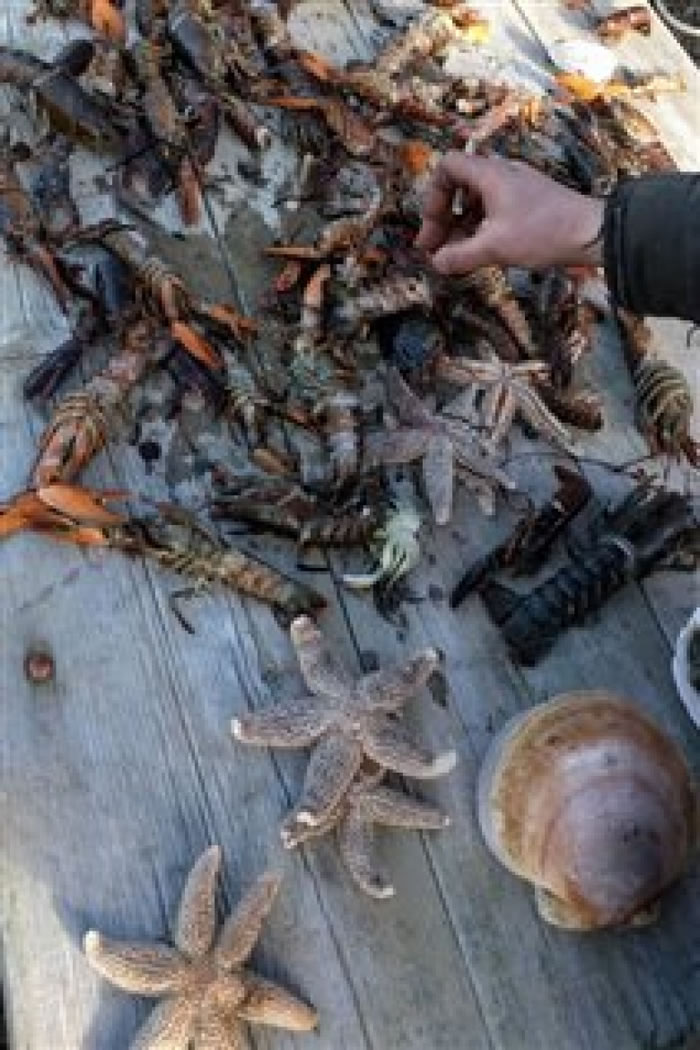 被冲上岸边沙滩上的鱼虾种类繁多。