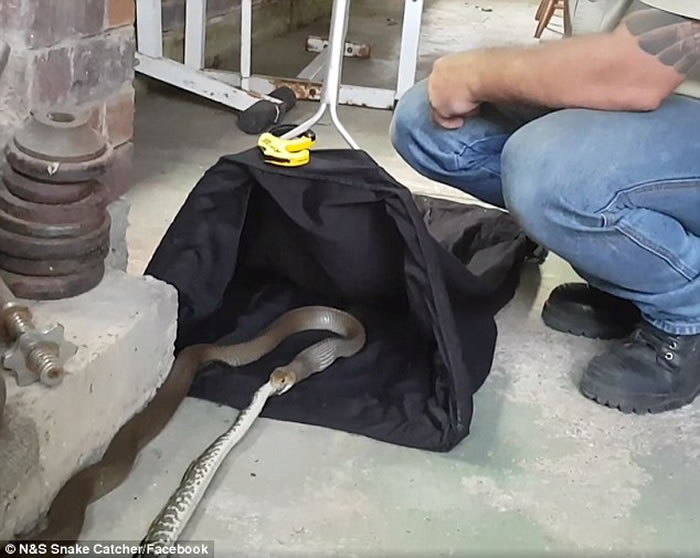 澳洲布里斯班惊现“蛇吃蛇”:东部拟眼镜蛇吞食地毯莫瑞蟒被双双擒获