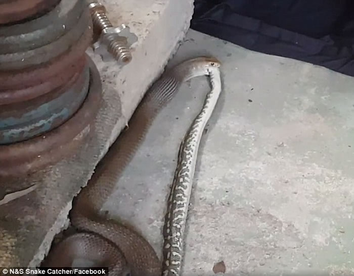 澳洲布里斯班惊现蛇吃蛇:东部拟眼镜蛇吞食地