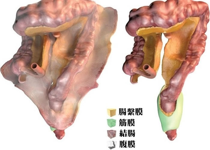 �о��⹹�˳�ϵĤ�Ľṹ��