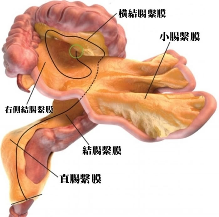 ��ϵĤ����Ϊ�����١�