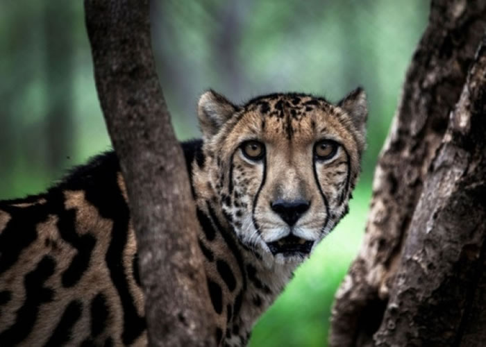 ������������˽��Ұ�����ﶨΪ�Ƿ� �ж��������������Ŵ�è�ε���