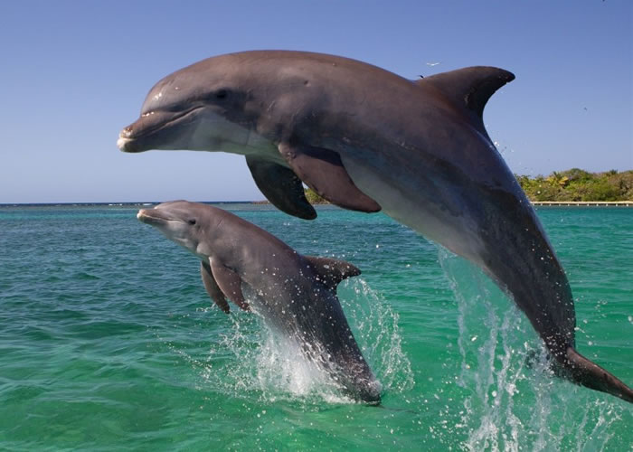 科学家相信海豚有不轻易离开同伴的天性。（资料图片）