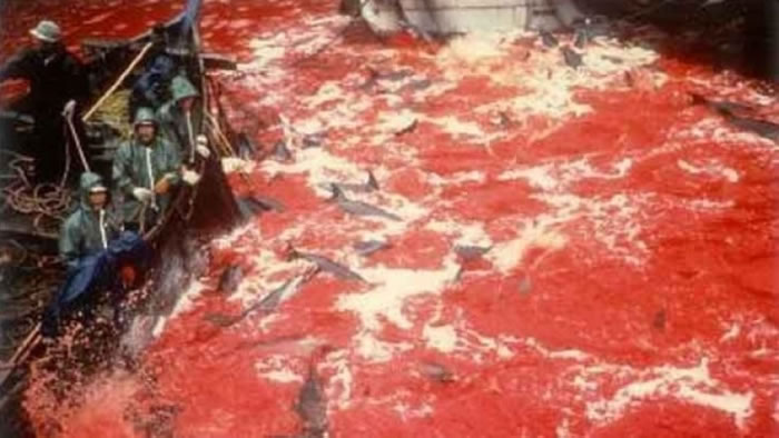 因捕杀海豚而被称为“血色海湾”的日本和歌山县太地町。